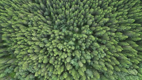 green dense forest with pine trees - aerial top down birdseye view 4k