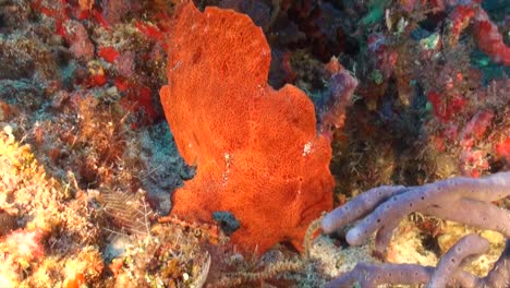 orange giant frogfish walking over coral reef