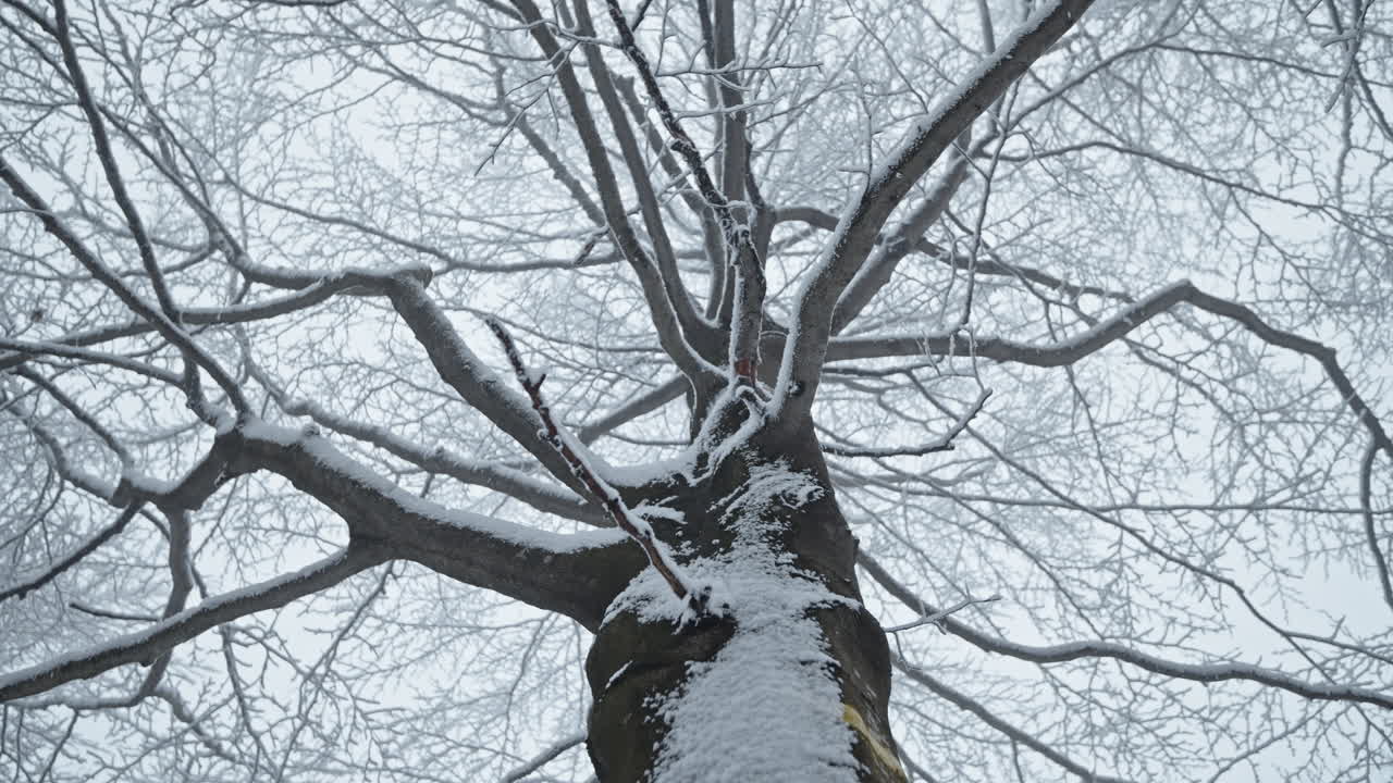 A leafless tree covered in snow, seen from below, evokes winter solitude outdoors