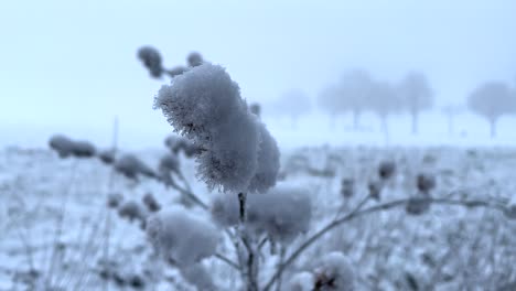 macro close up of snowy and iced flower during cold winter day outside between countyside fields