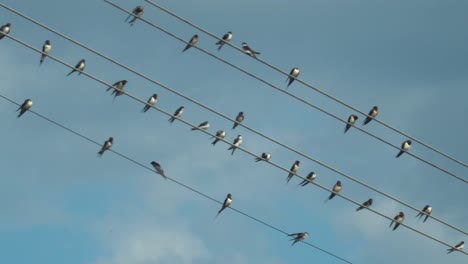 trama llenando golondrinas sentadas en la línea eléctrica con un fondo de cielo azul