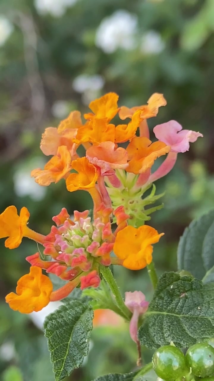 Close-up Bunga Lantana Oranye dan Putih Cerah di Taman