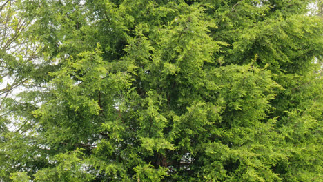 video footage of the foliage of the monterey cypress tree