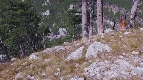 mountain scenery with pine trees and rocks