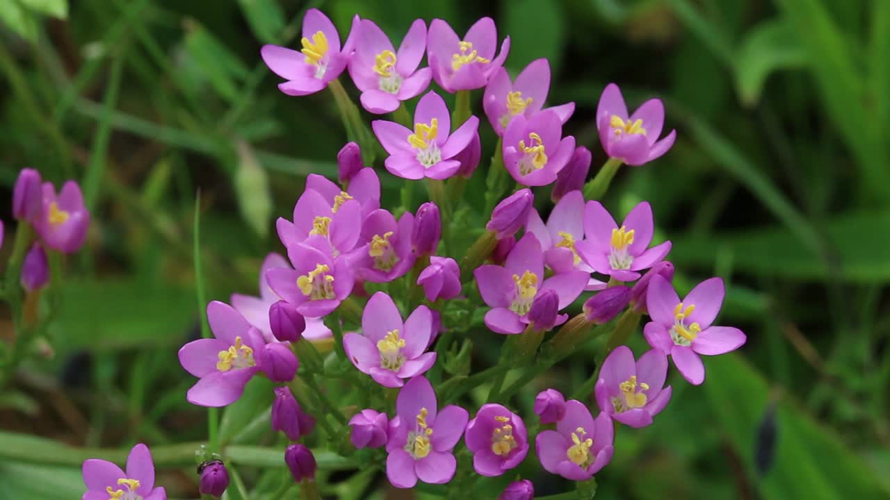 일반 센타우리 (centaurium erythraeum) 는 7월에 꽃을 피운다.