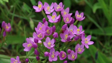 centaurio común, centaurium erythraea, que florece en julio