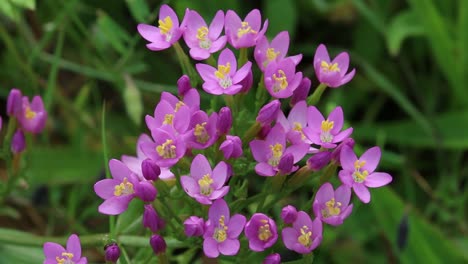 common centaury, centaurium erythraea , flowering in july