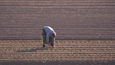 planting lettuce vegetable in agricultural field