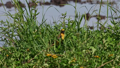 Seen-within-the-grass-at-a-rice-paddy-foraging-for-some-seeds-from-a-blade-of-grass,-windy-afternoon