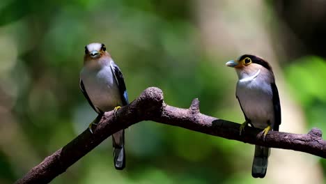 both parents with food in the mouth while perched on a branch while the camera tilts upwards, silver-breasted broadbill, serilophus lunatus, kaeng krachan national park, thailand