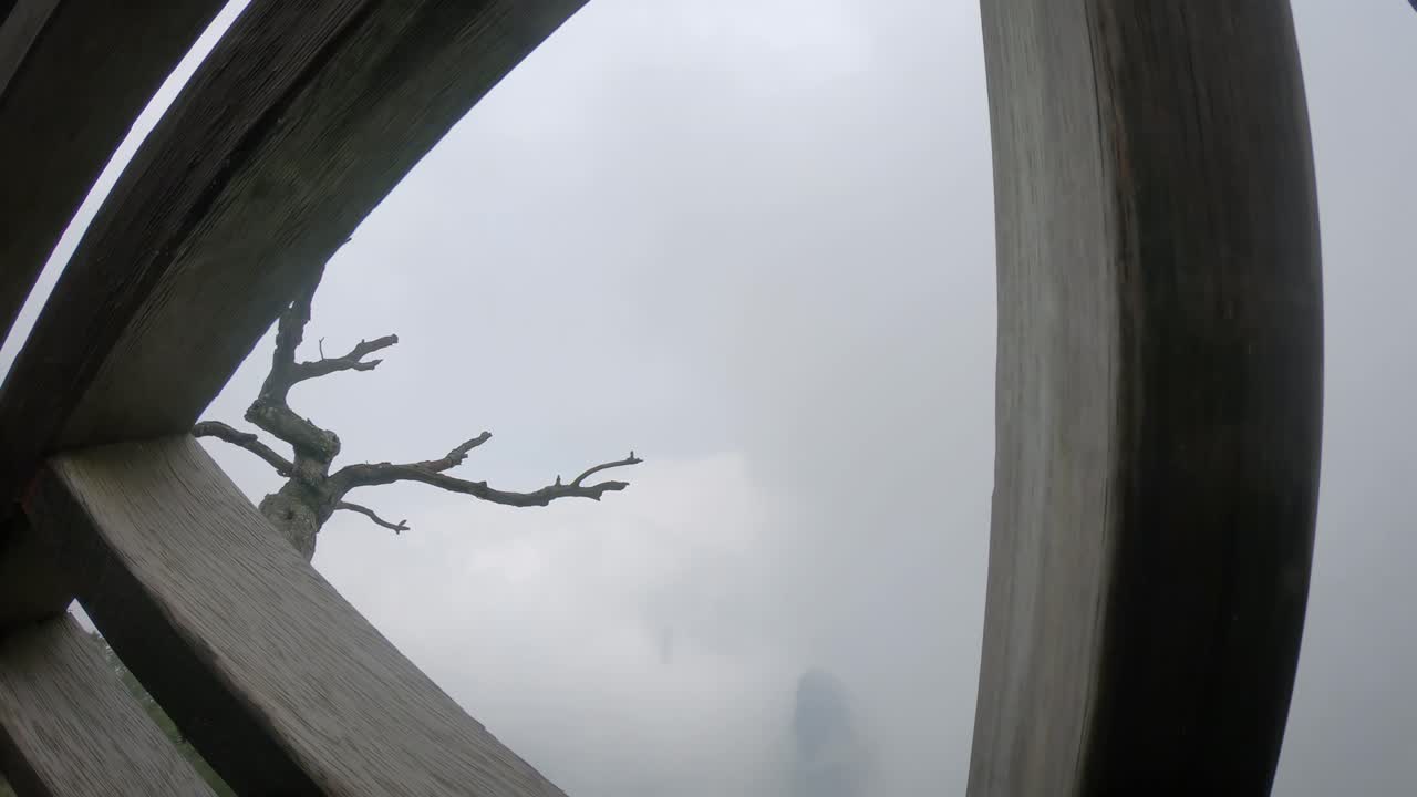 árbol estéril que crece en un acantilado de la famosa y sagrada montaña tianmen cubierta de niebla, parque nacional zhangjiajie, china