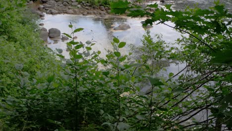 The-camera-tilts-and-shows-a-tree-sitting-amongst-a-calm-river-as-leaves-and-branches-sit-in-the-foreground