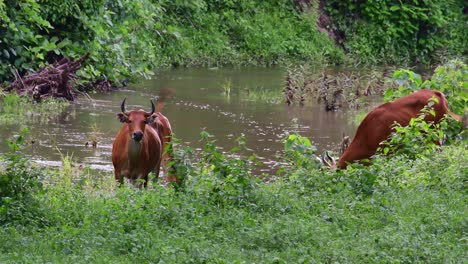 4K-Static-shot-of-Banteng,-Bos-Javanicus