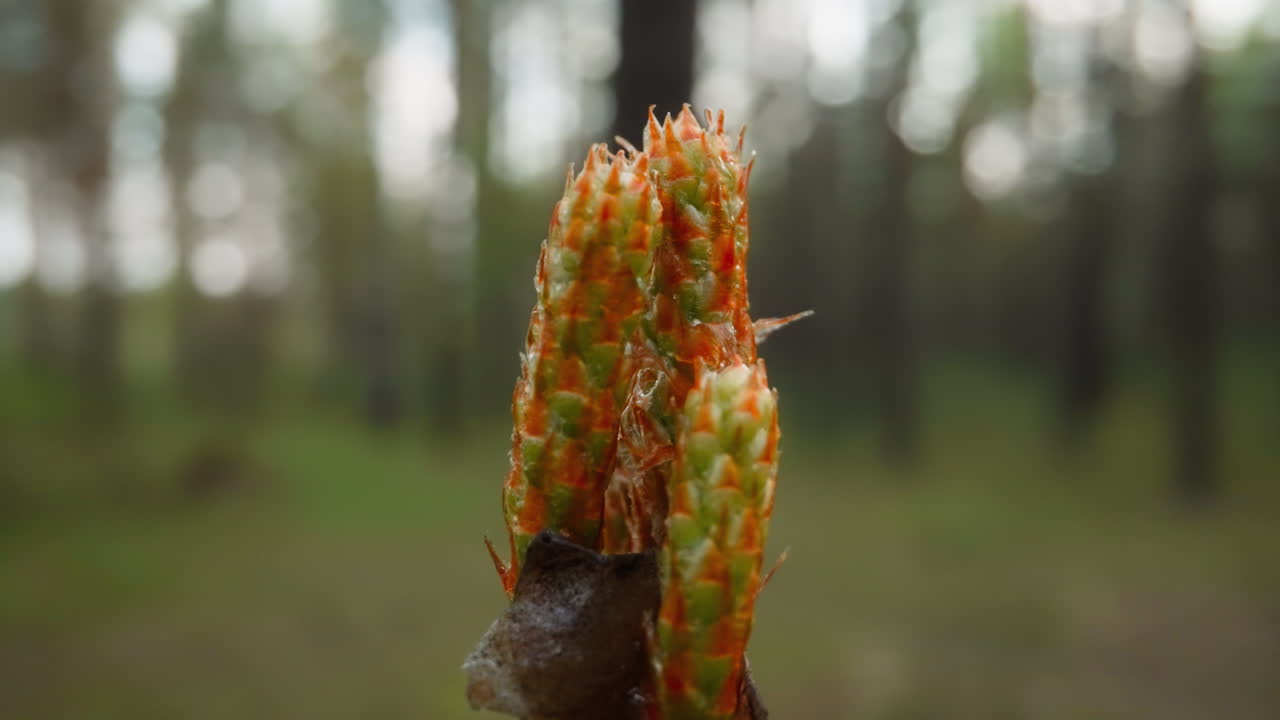 los brotes jóvenes del pino escocés crecen en el bosque en primavera