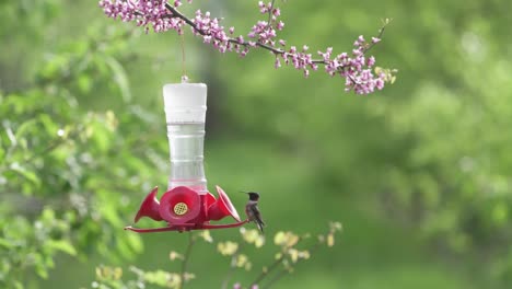 ruby-throated hummingbird feeding at a hummingbird feeder that sits in an eastern redbud tree that's flowering