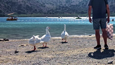 shot of white ducks near coast of lake kournas in crete, greece.
