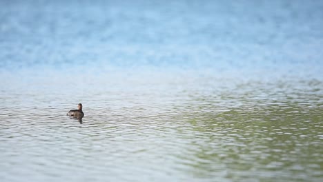 Entzückendes-Ducken,-Das-Auf-Dem-Teichwasser-Schwimmt