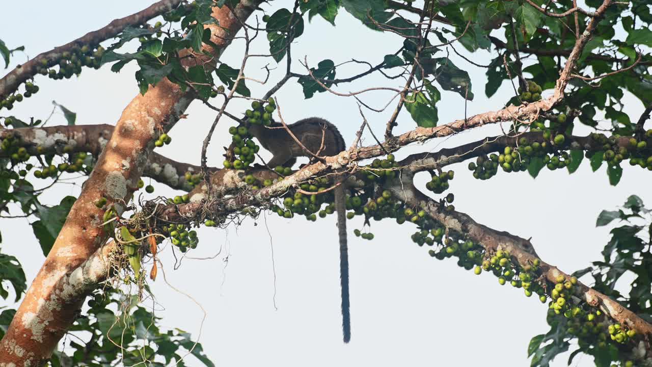 몇 가지 익은 과일을 먹은 후, 세 줄무 ⁇ 의  ⁇  시베트 arctogalidia trivirgata는 나무의 줄기에 뛰어들어 프레임의 왼쪽 상단에서 사라졌습니다.