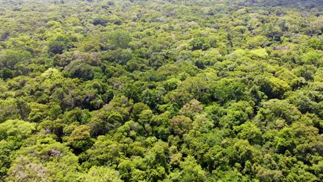 aerial reversing over dense green forest trees in windy conditions on remote jaco island, timor-leste, southeast asia