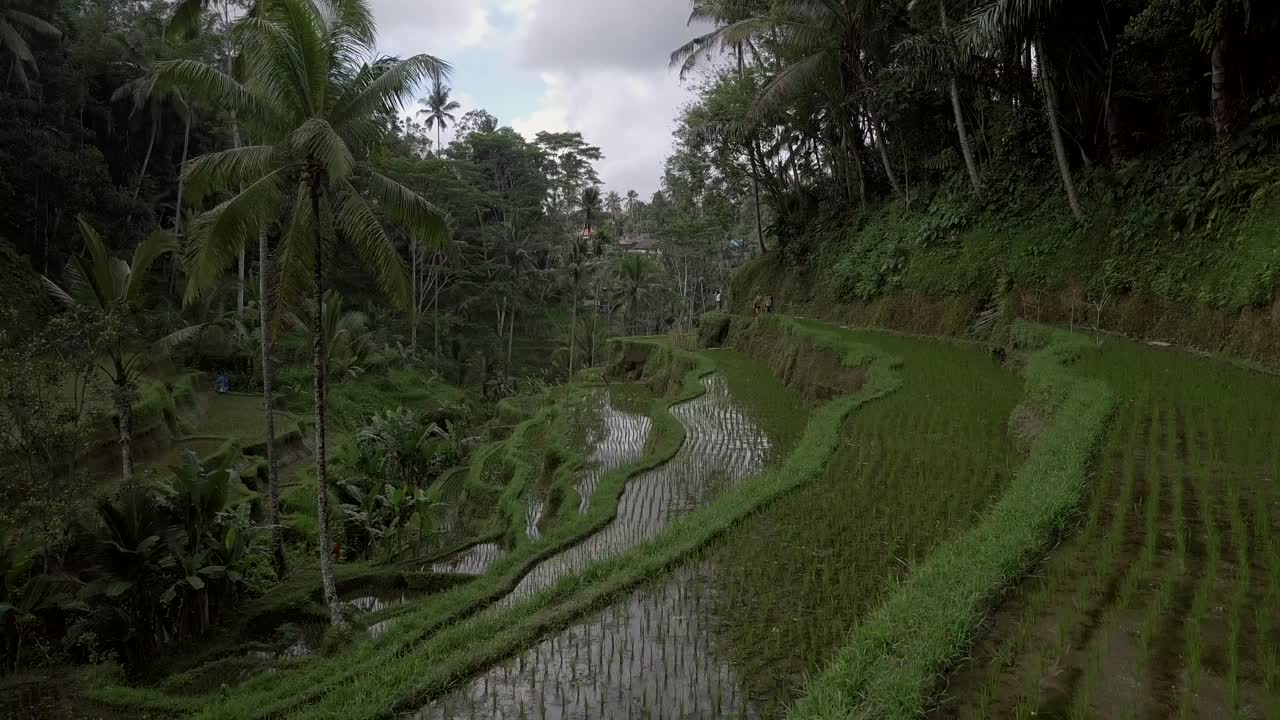 Ripresa aerea: terrazze di riso a Ubud, Bali