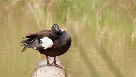 shaking its wings and digging deep into its feathers to preen while seen on a log, some dragonflies passing by, white-winged duck, asarcornis scutulata, phu khiao wildlife sanctuary, thailand