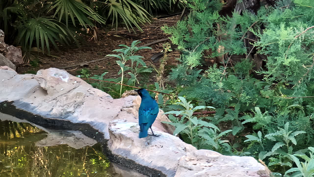 푸른 정원, 아티카의 열대 공원, 아테네의 명소, 그리스