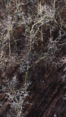 forest in winter. flight over the naked trees with frozen branches. nature in winter time. top aerial view. slow motion. vertical video