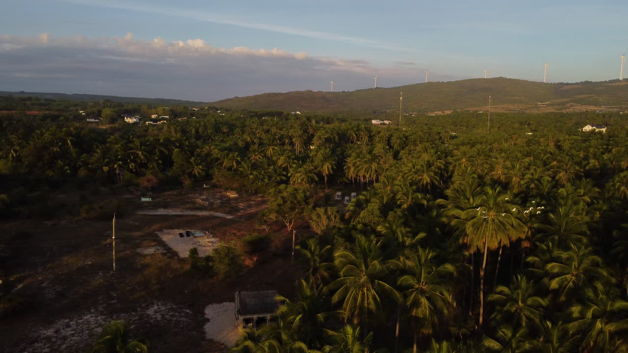일몰 동안 베트남의 울창한 야자수 숲 위로 날아가는 흰 새들, 공중 드론 패닝 뷰