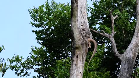 the clouded monitor lizard is found in thailand and other countries in asia