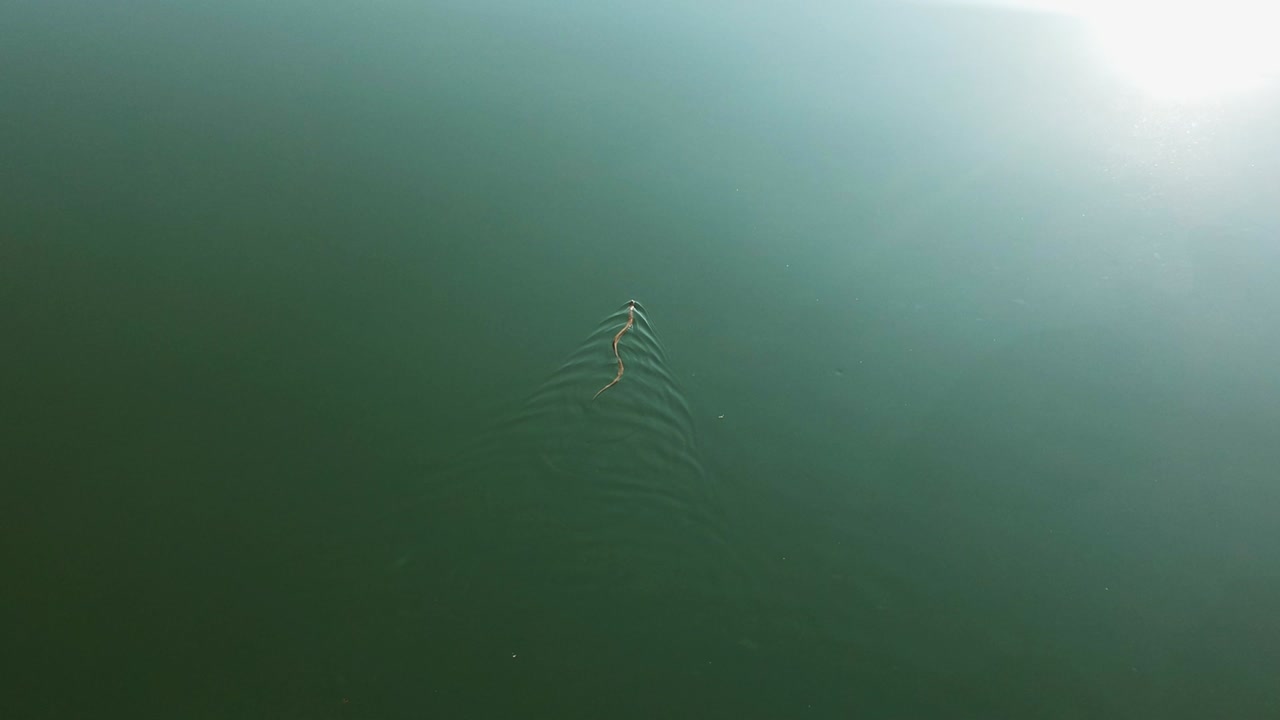 una serpiente arrastrándose sobre el agua reptiles en