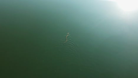 a snake crawling over the water reptiles in