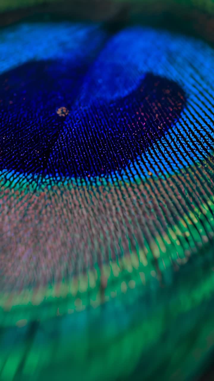 Vertical video: Panning camera filming peacock eye spot in macro, revealing gold speck and rachis