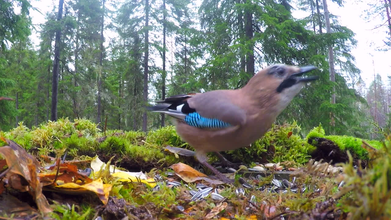 кормящаяся евразийская сойка днем с елями на заднем плане