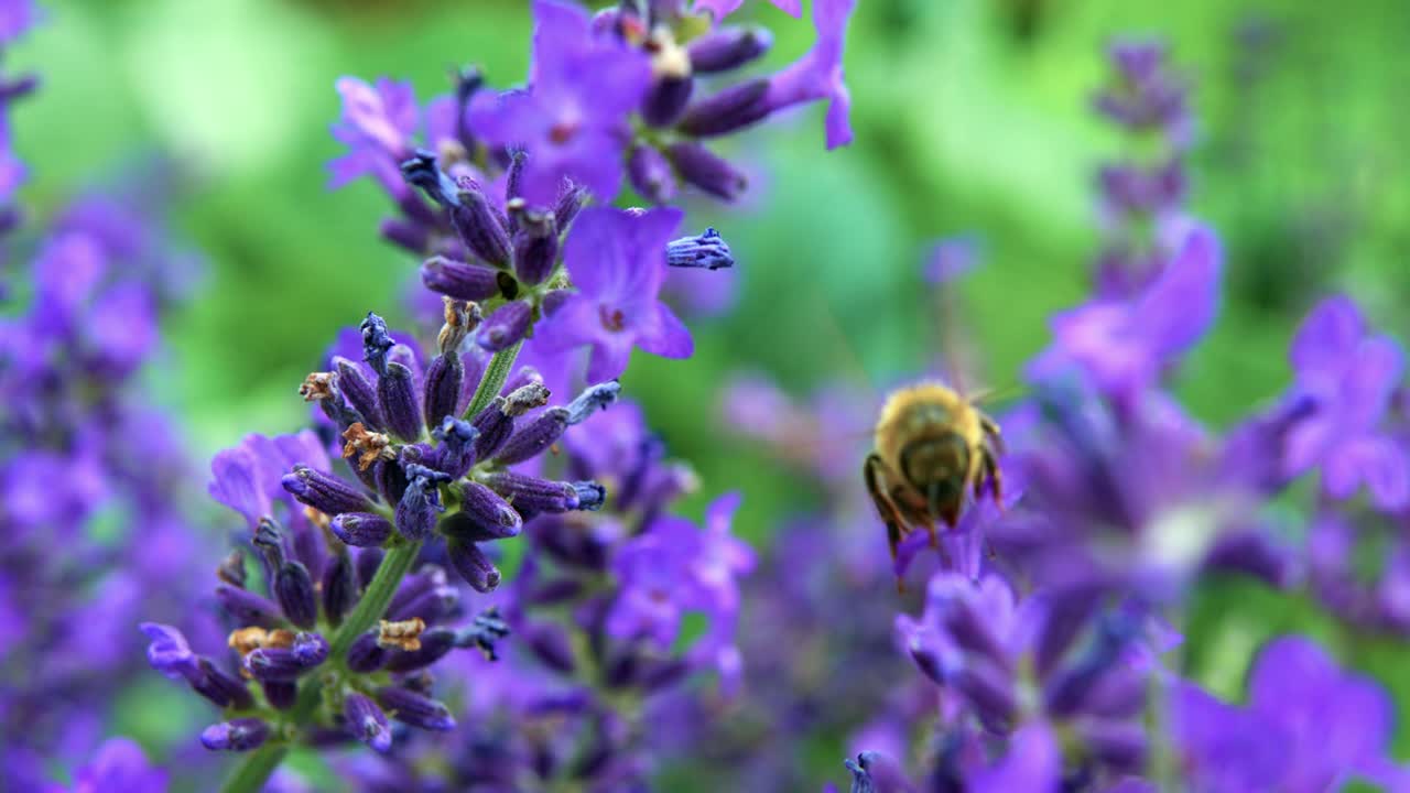 abejorro volando y alimentándose de la planta de lavanda en verano