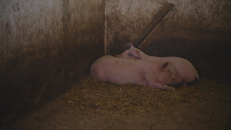 two piglets resting in a farm pen