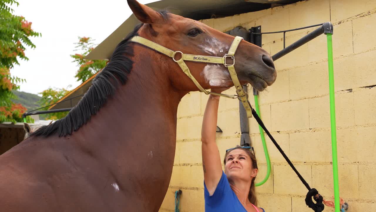 Woman applying a white cream on the horse's head to heal its skin