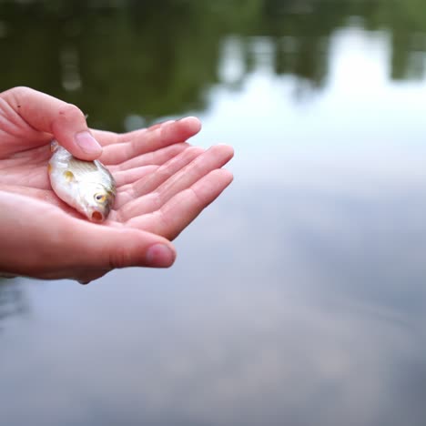 hand holding small fish