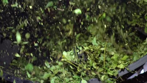 Hojas-De-Yerba-Mate-Verde-En-Un-Tambor-Giratorio-Que-El-Cultivar-Procesa-Secando-Y-Clasificando,-Misiones-Jardín-N-América