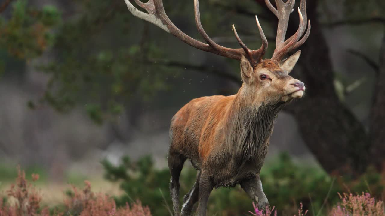 gran ciervo, ciervo rojo con grandes astas corriendo hacia la cámara, bosque, holanda, raro, profundidad de campo poco profunda cinematográfica de cerca, cámara lenta