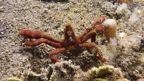 orangutan crab exposed on sandy bottom