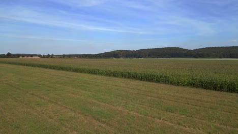 summer day rural area, green maize lush field, forest