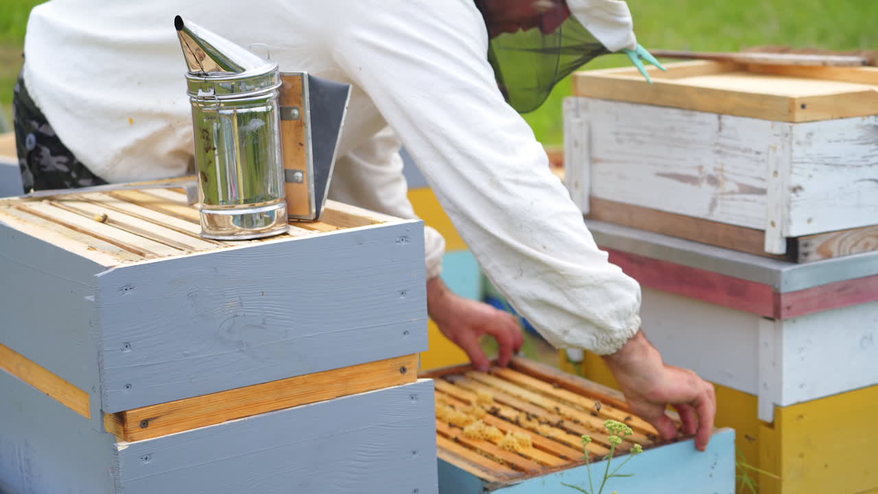 Beekeeper works with smoker near hives. Worker collects honey at apiary. Apiculture concept.