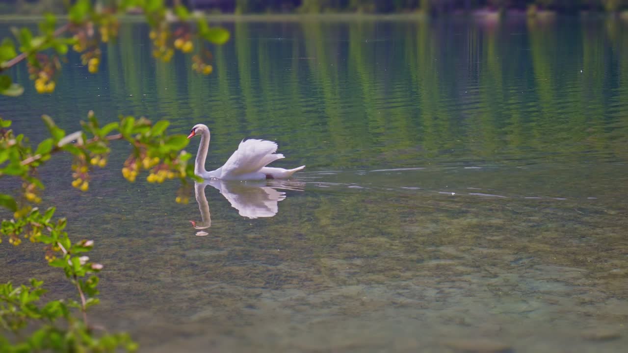 White Swan Gracefully Glides Across Calm Lake with nature Reflections