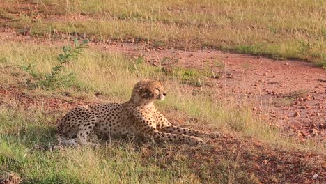 Cheetah-with-dirty-face-looks-over-short-grass-to-Masai-Mara-savanna