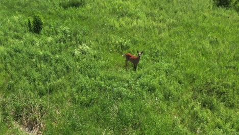 white tailed deer runs past drone in sunny field