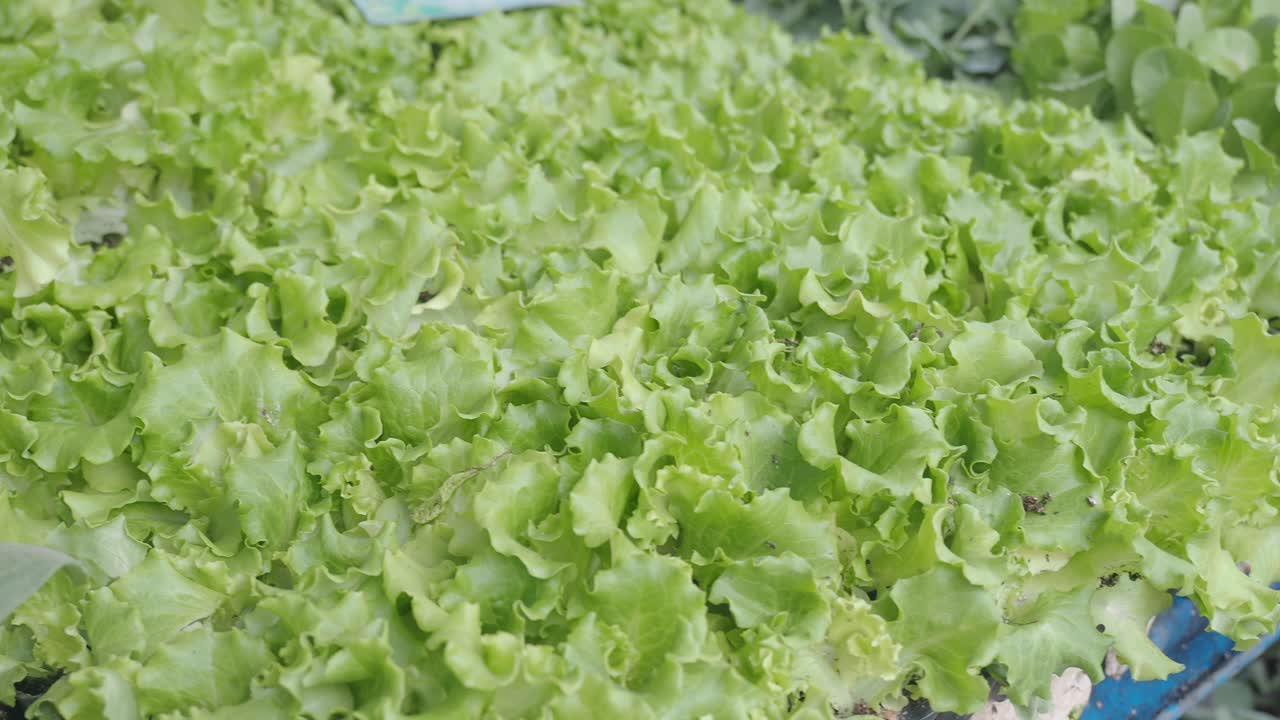 las plántulas de lechuga