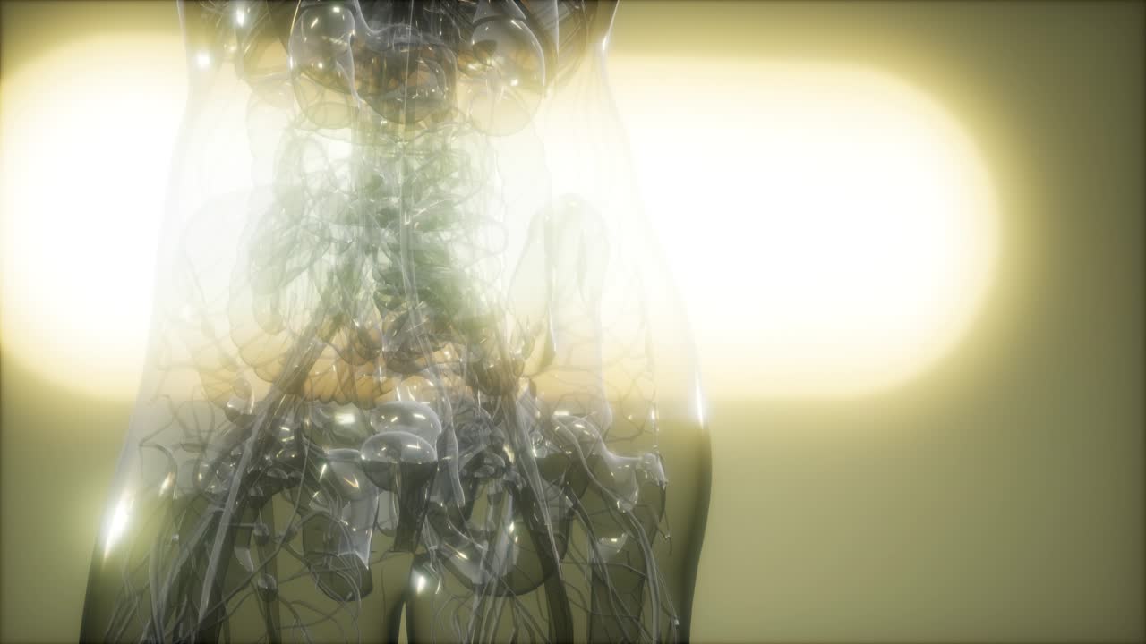 imagen de rayos x del cuerpo humano