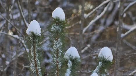 snow on a sunny day lies on pine branches