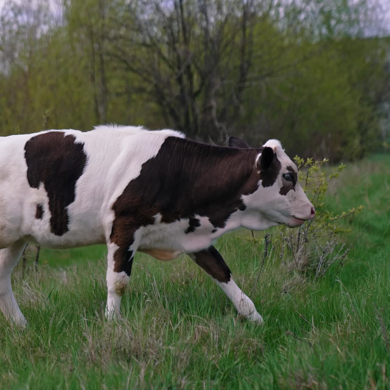 Cows in meadow chewing grass