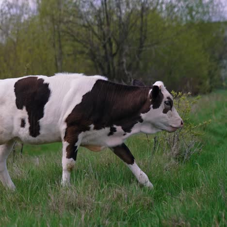 cows in meadow chewing grass
